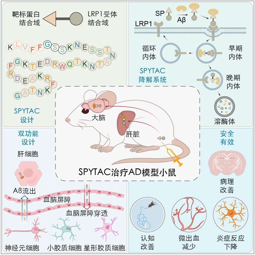 黄A无码片内射无码视频
