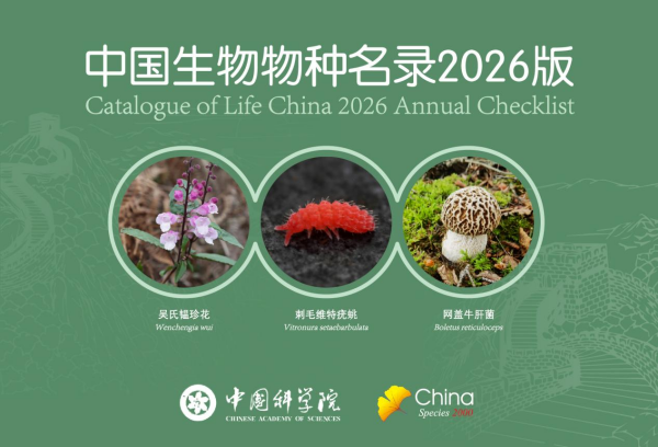 黄A无码片内射无码视频