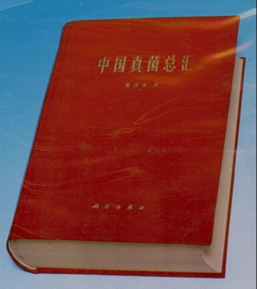 黄A无码片内射无码视频