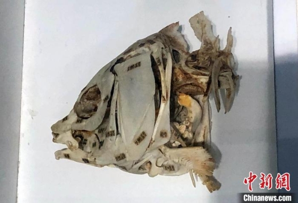 黄A无码片内射无码视频